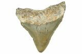 Serrated, Juvenile Megalodon Tooth - North Carolina #364977-1